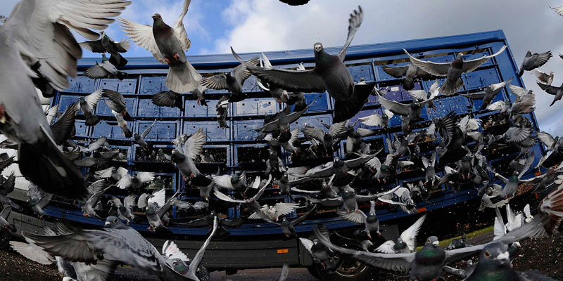 Отпугивание птичьих стай в Климовске от ДЕЗ-Комфорт - фото